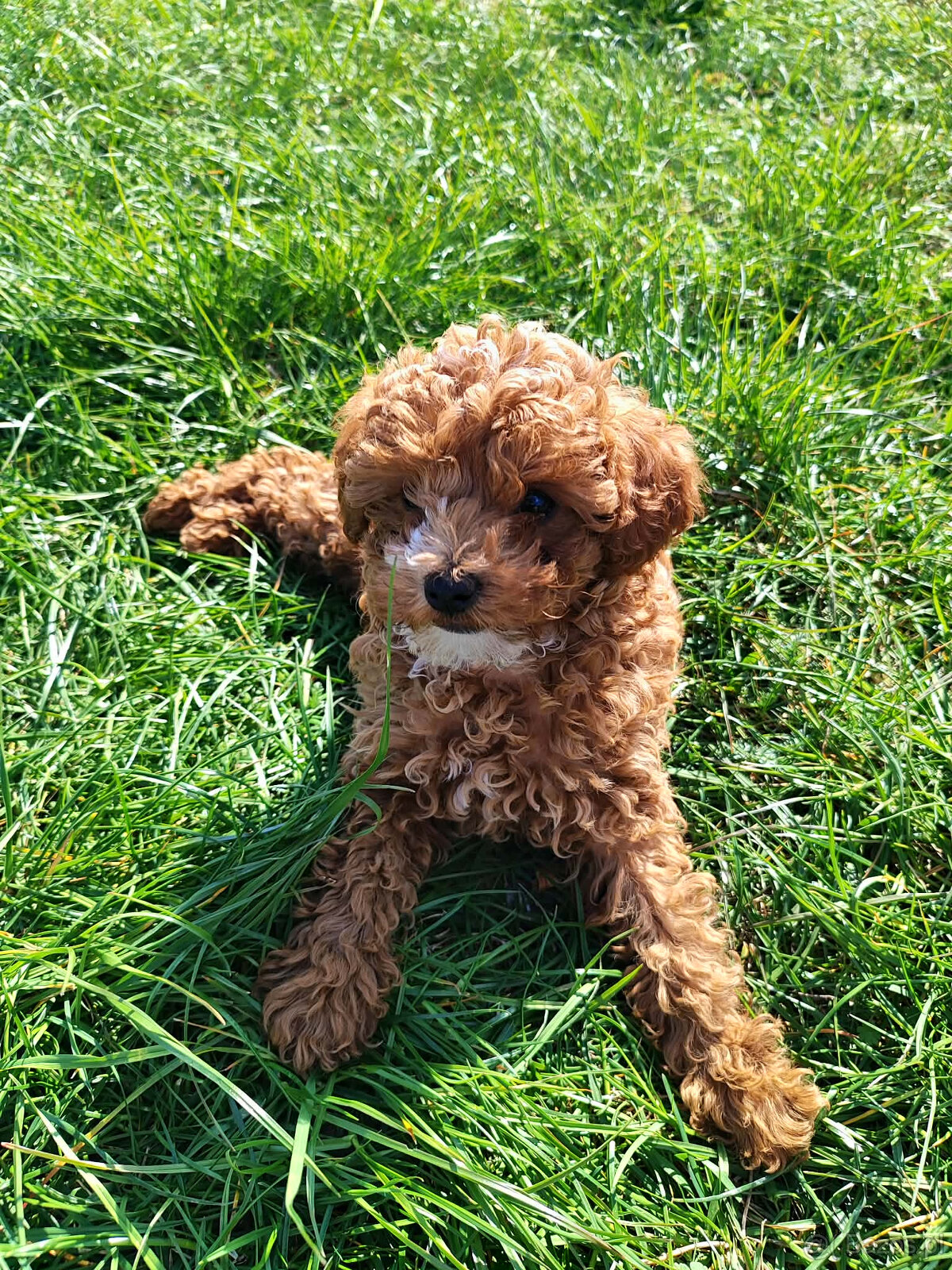 Sprzedam szczeniaki rasy pudel toy - 9