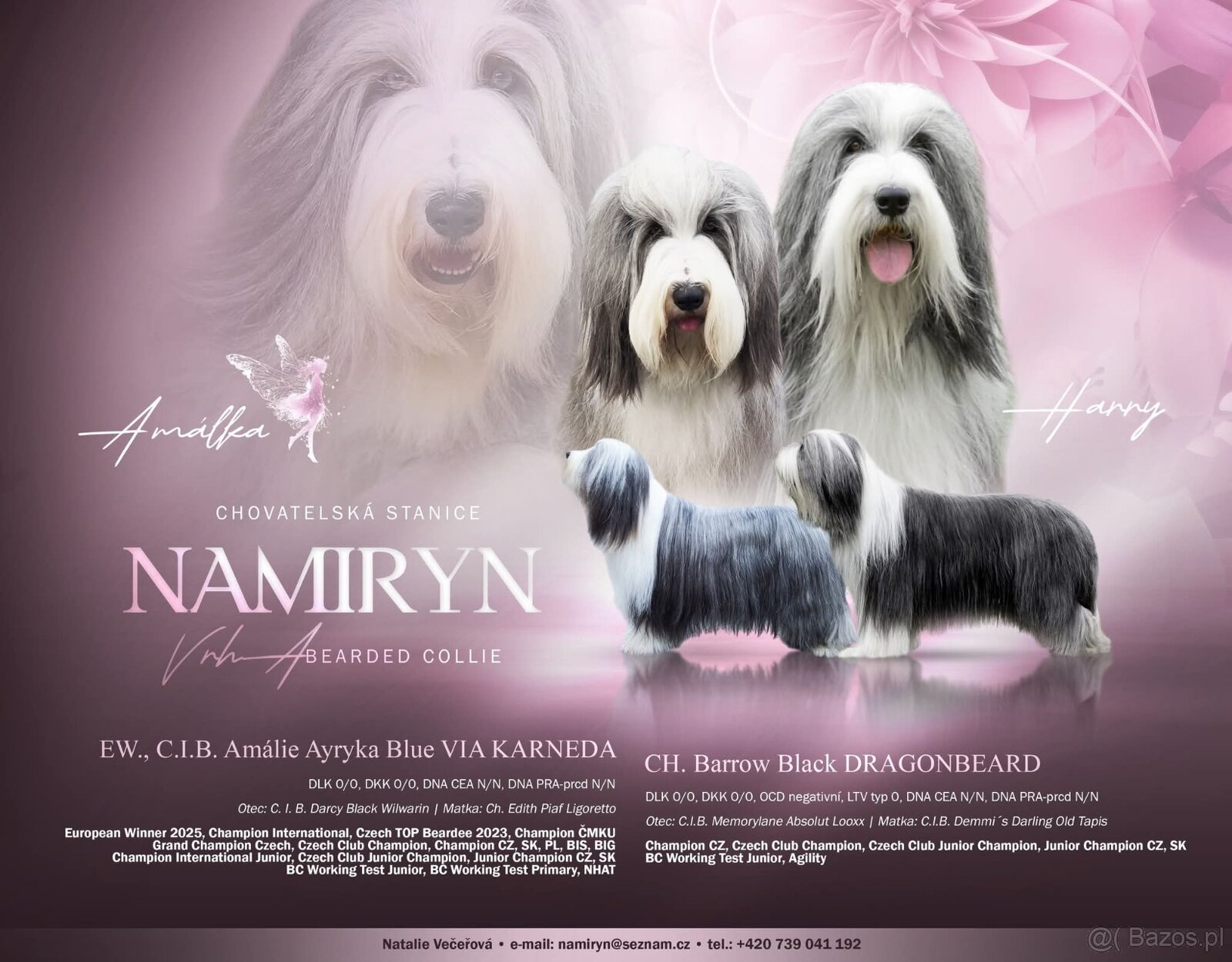 Bearded Collie - 9