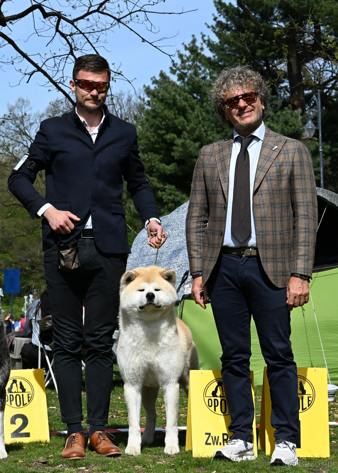 Akita Inu Akita japońska ZKWP FCI po Championie - 9
