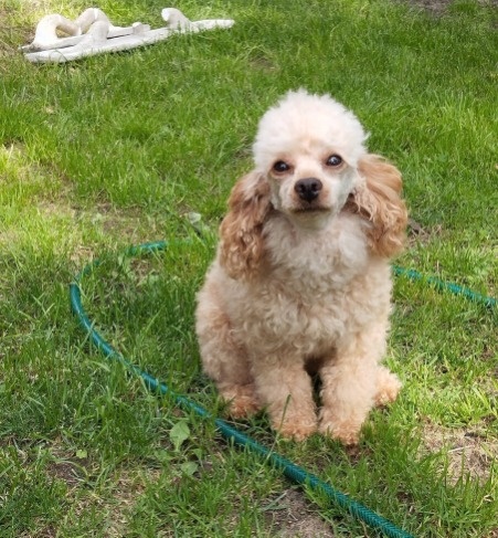 Cavapoo szczenięta - 9