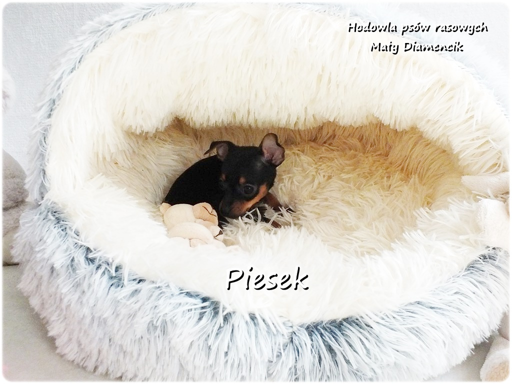 Pinczer miniaturowy- Ratlerek, tzw.sarenka, MINI Piesek nr1 - 9