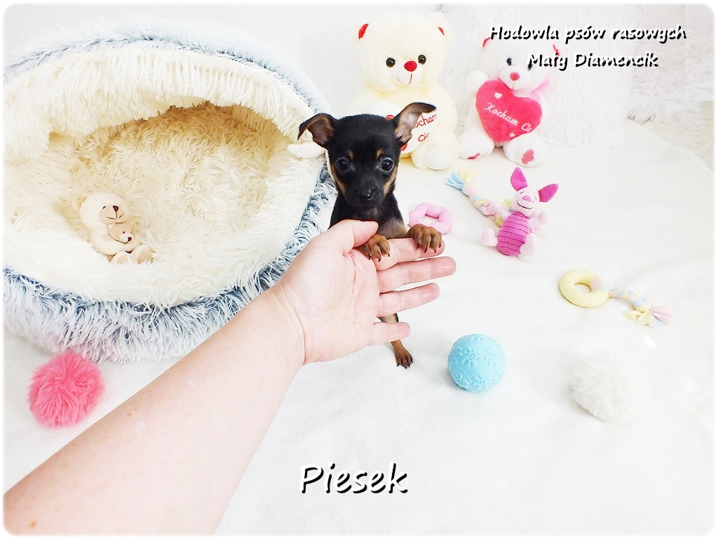 Pinczer miniaturowy- Ratlerek /tzw.sarenka, MINI Piesek nr2 - 9