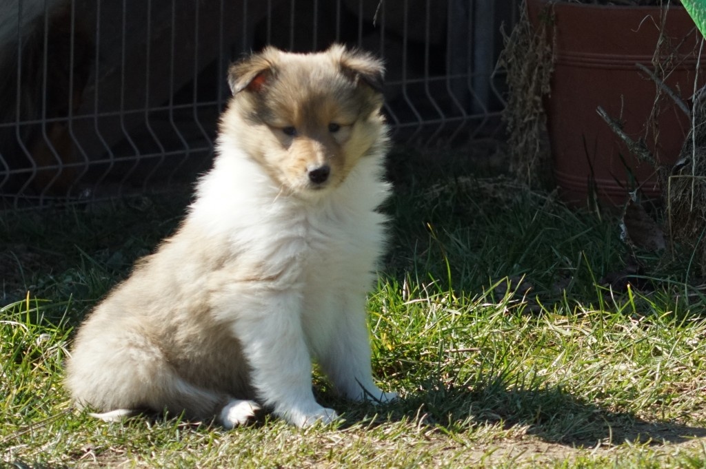 OWCZAREK SZKOCKI DŁUGOWŁOSY SUCZKA - 9