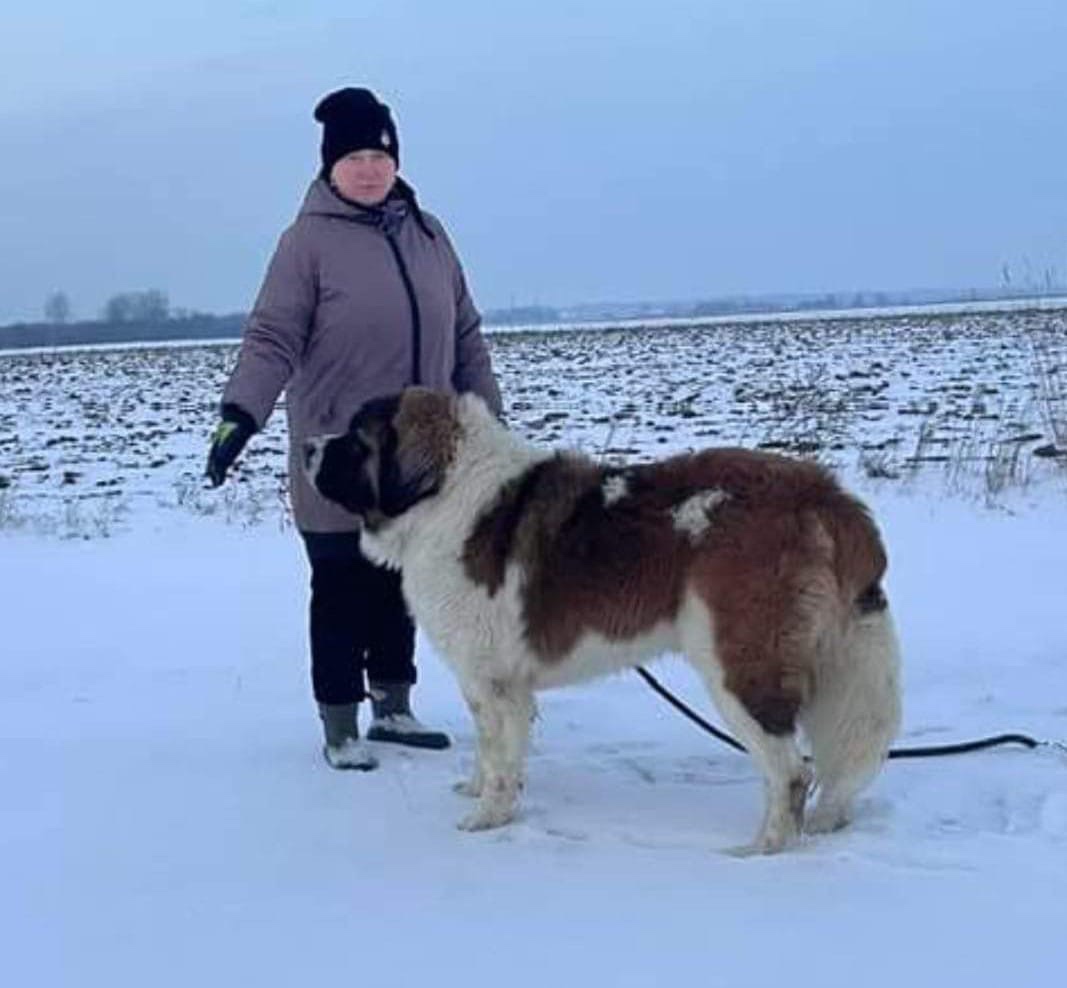 Moskiewski Pies Strozujacy - 9