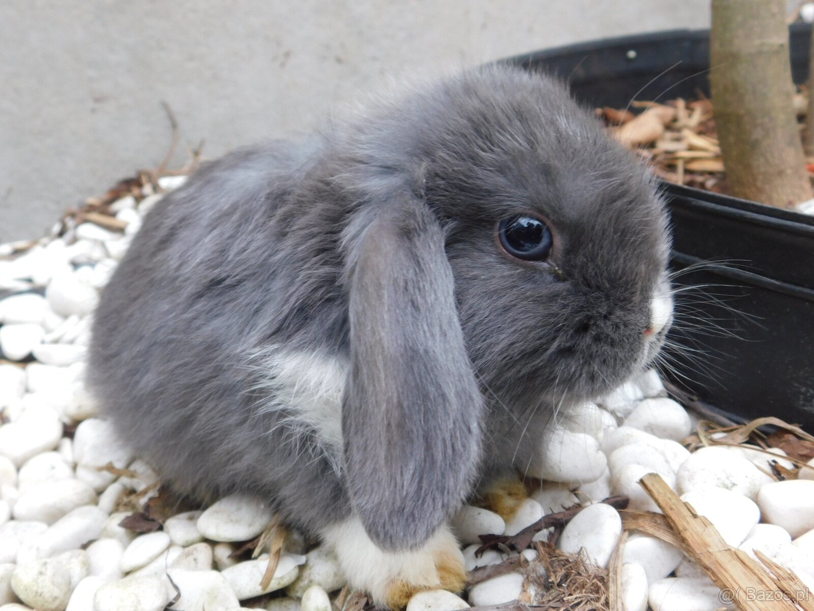Cudne baranki mini lop - 9