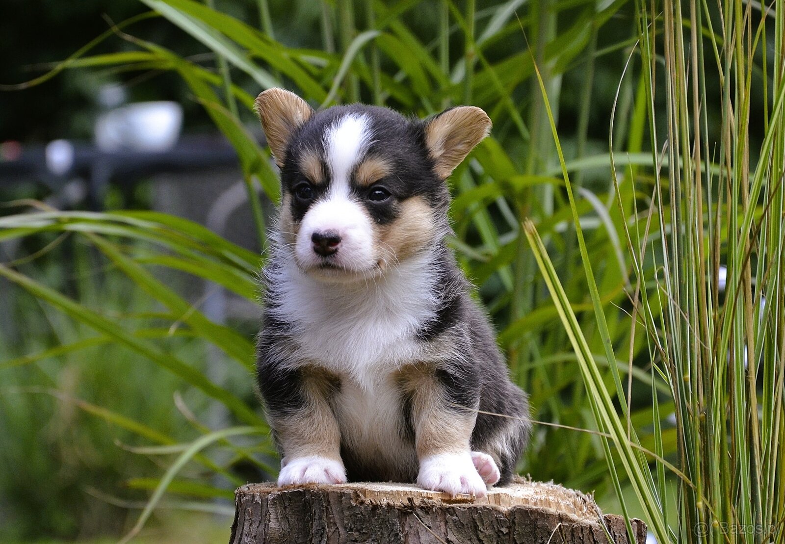 Welsh Corgi Cardigan ZKwP/FCI - 9
