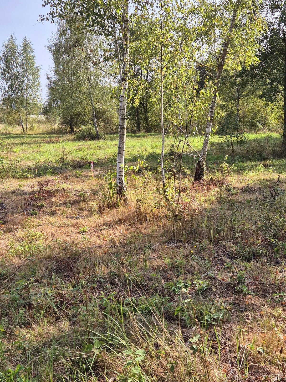 Działka Rolno-Rekreacyjna 3000m2 przy Puszczy Bolimowskiej - 9