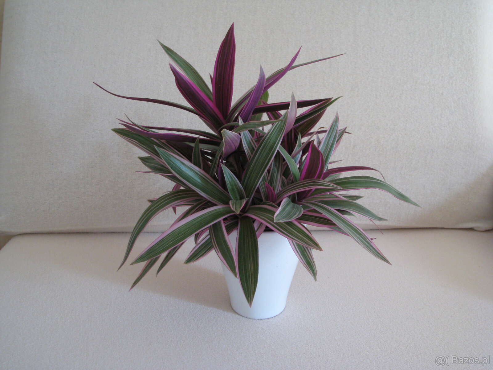 Reo meksykańskie trzykrotka tradeskancja piękna wielokolorow - 9