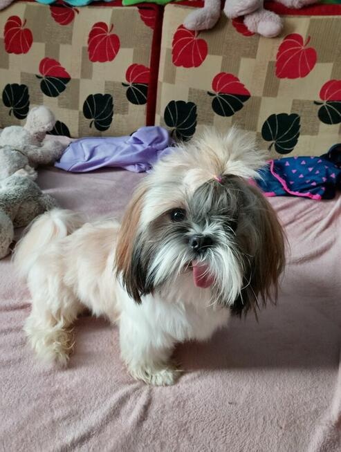 Sprzedam Psa rasy Shih tzu - 9