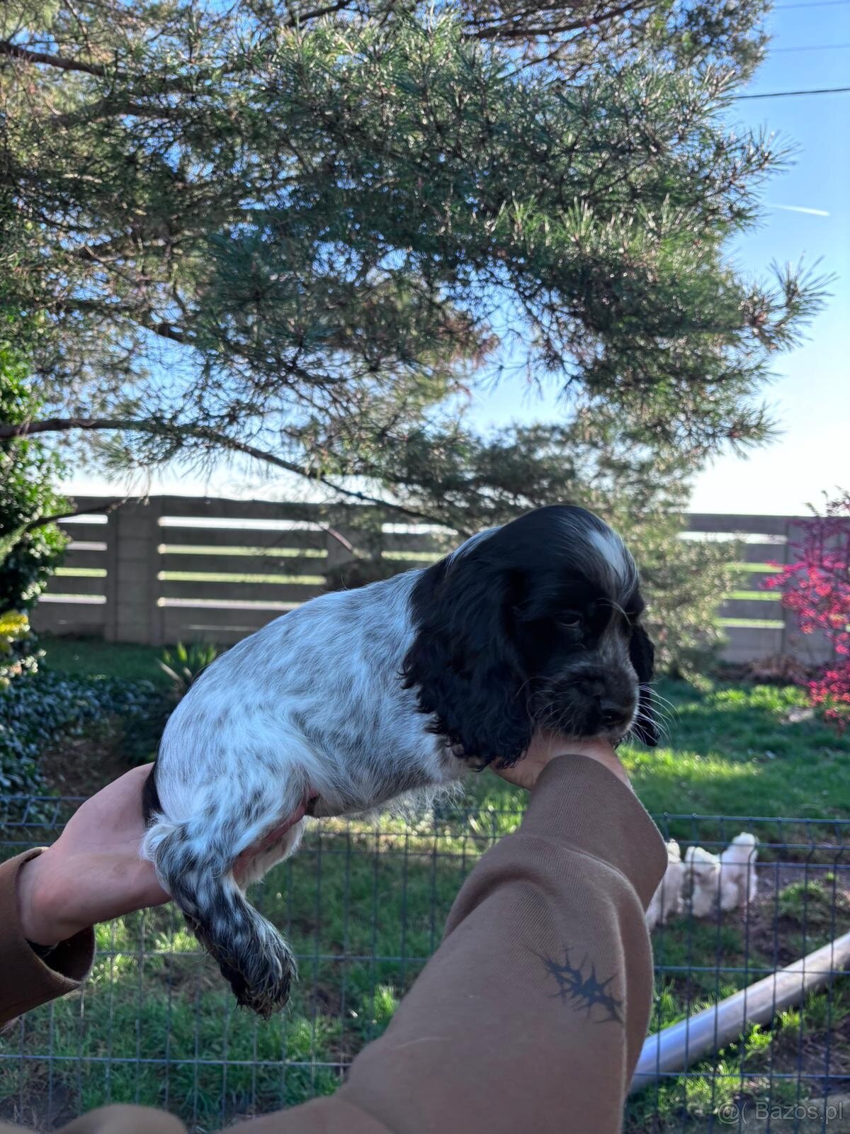 Cocker spaniel angielski - 9