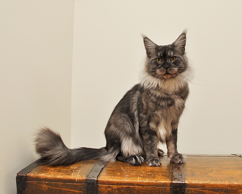Przepiękna koteczka Maine Coon - LEGALNA HODOWLA - 9
