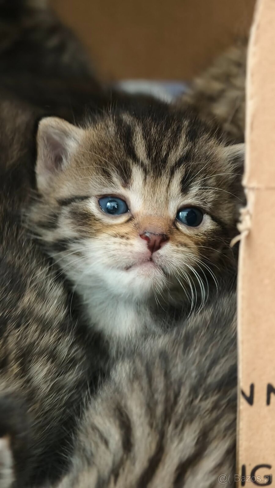 Kociaki na sprzedaż po 23 lutego. W typie norweski leśny - 9