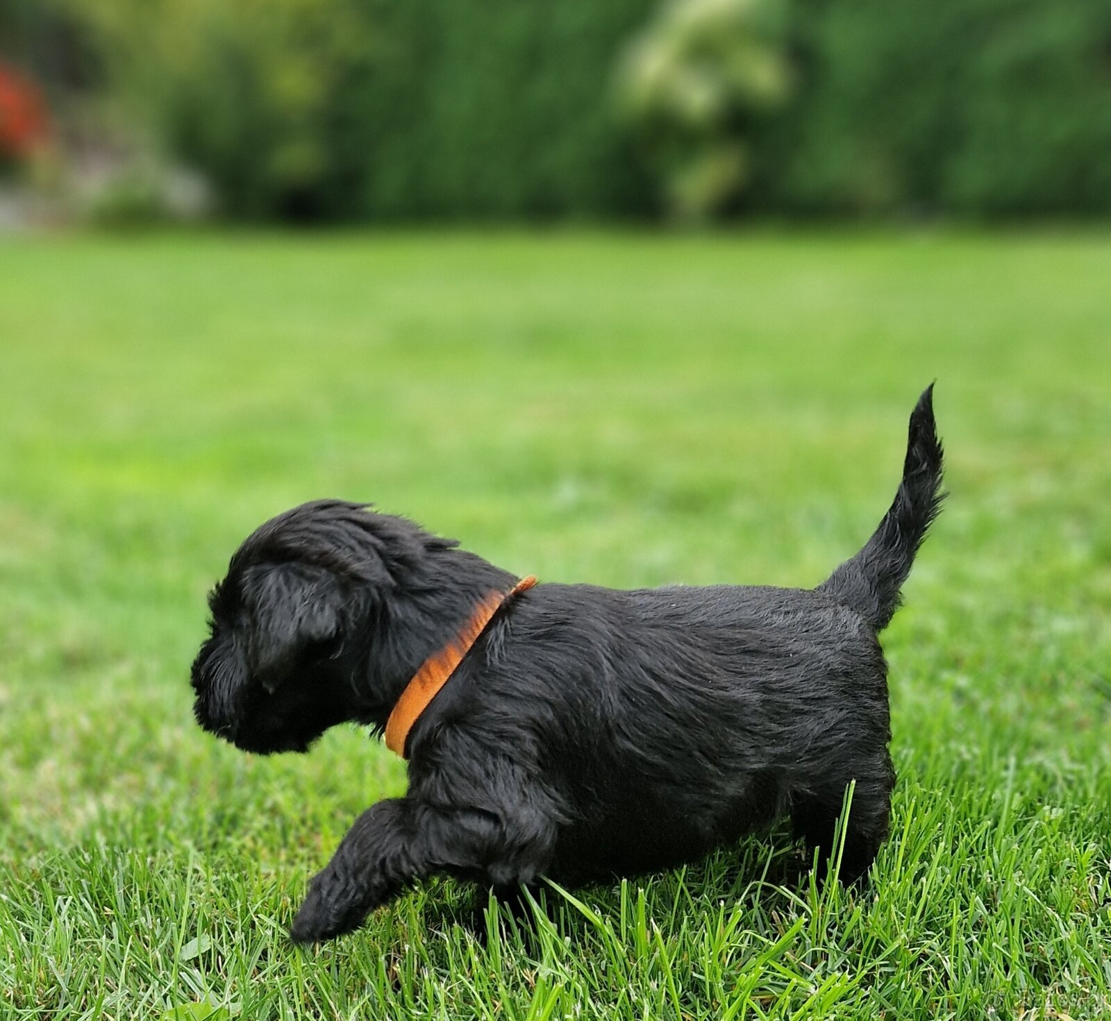 Sznaucer miniaturowy - 9