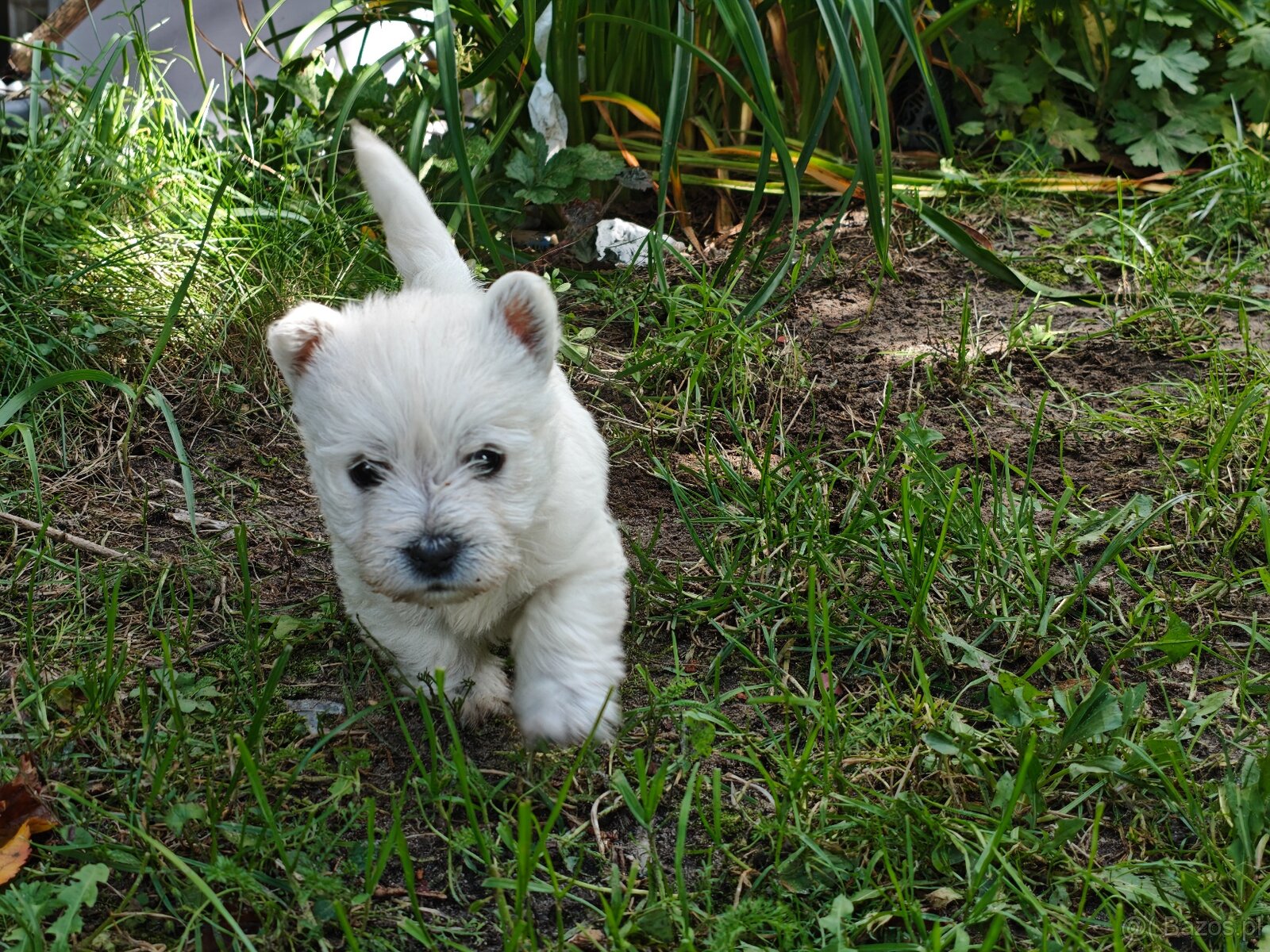 Szczenięta West Highland White Terrier - 9