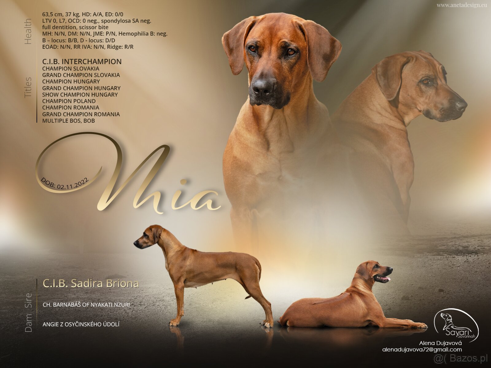 Rhodesian ridgeback - 9