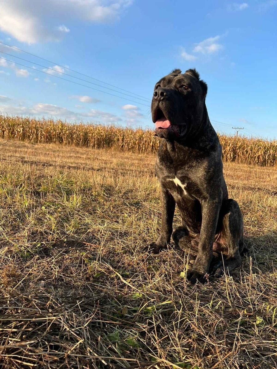 Szczeniaki Bandogi s rodokmenom VIP BANDOG KENNELS - 9