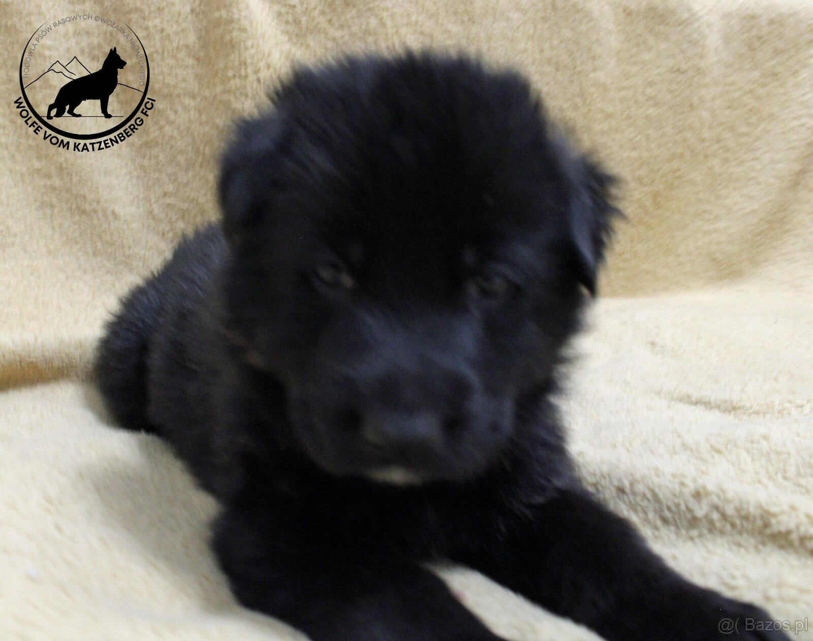 Owczarek niemiecki krótkowłosy szczeniaki o: Mistrz Świata - 9