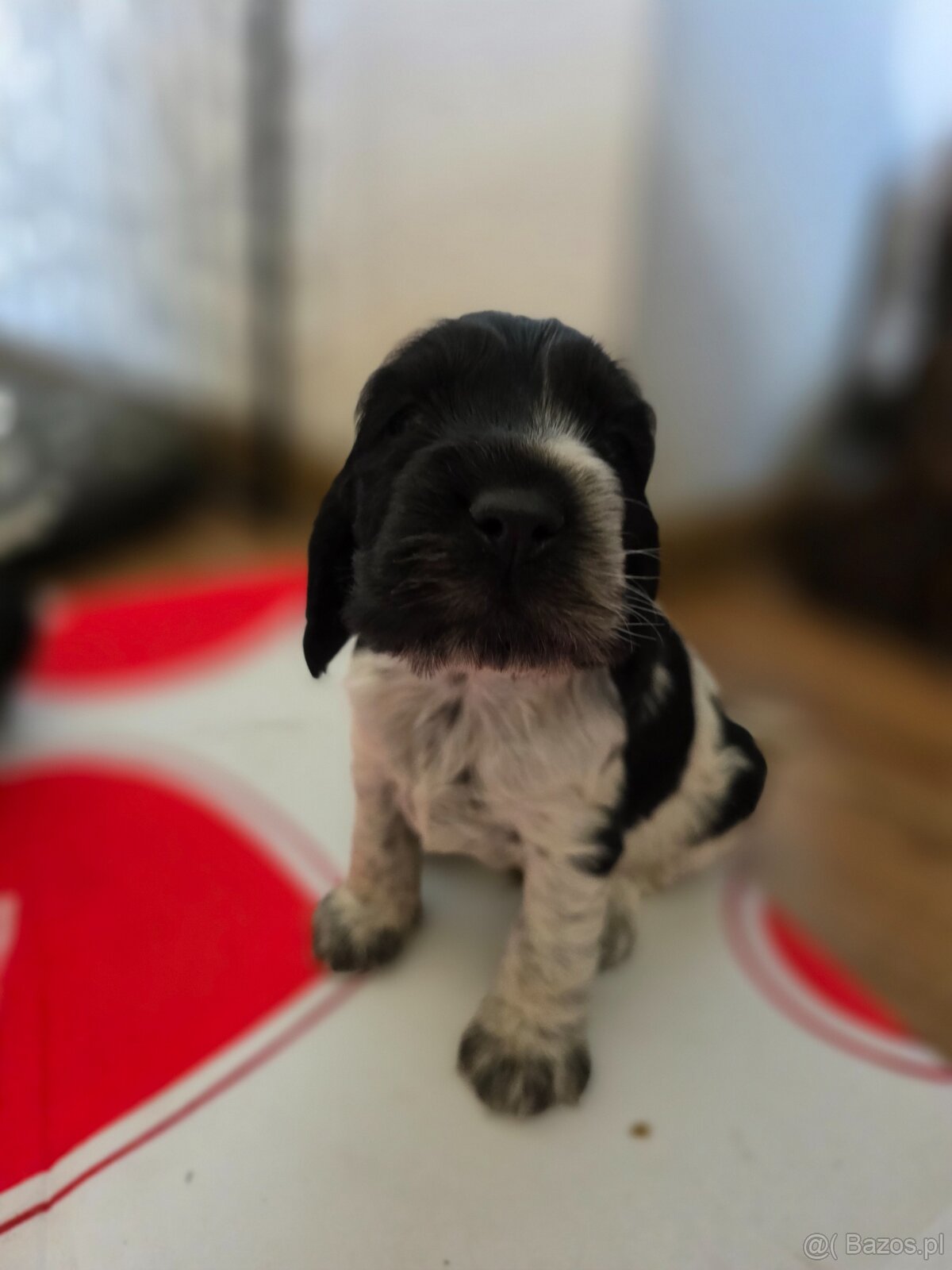 Cocker spaniel angielski - 9