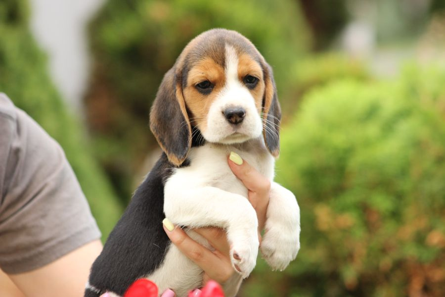 Beagle szczeniaczki ZKwP FCI po Championie - 9