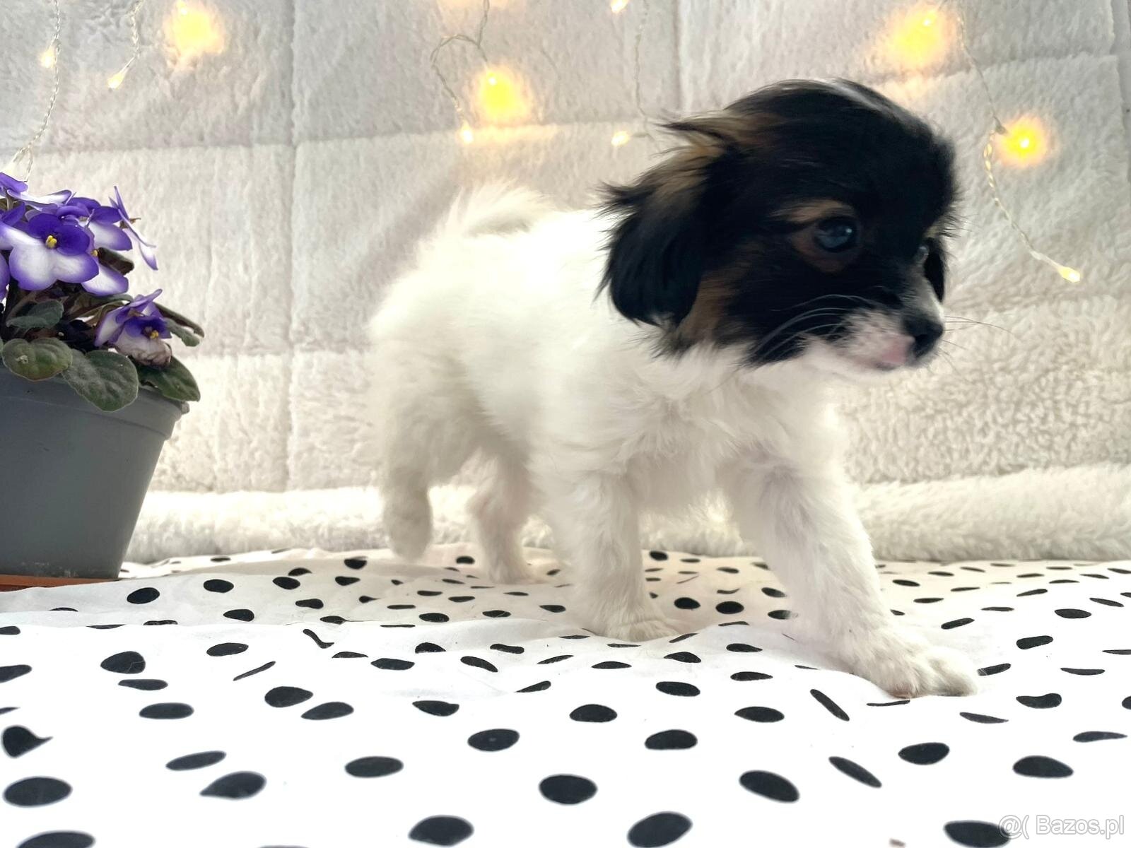spaniel kontynentalny miniaturowy, phalene, nie papillon - 9