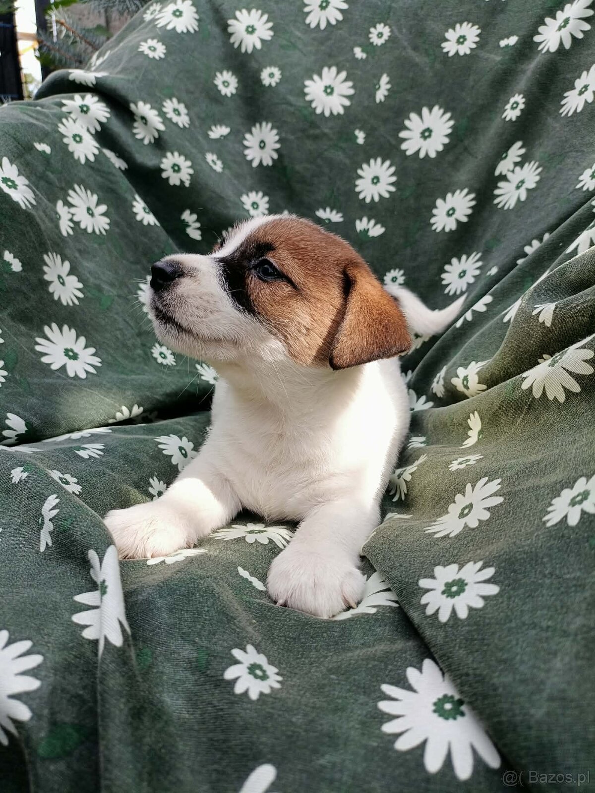 Jack Russell terrier JRT rodzice FCI - 9