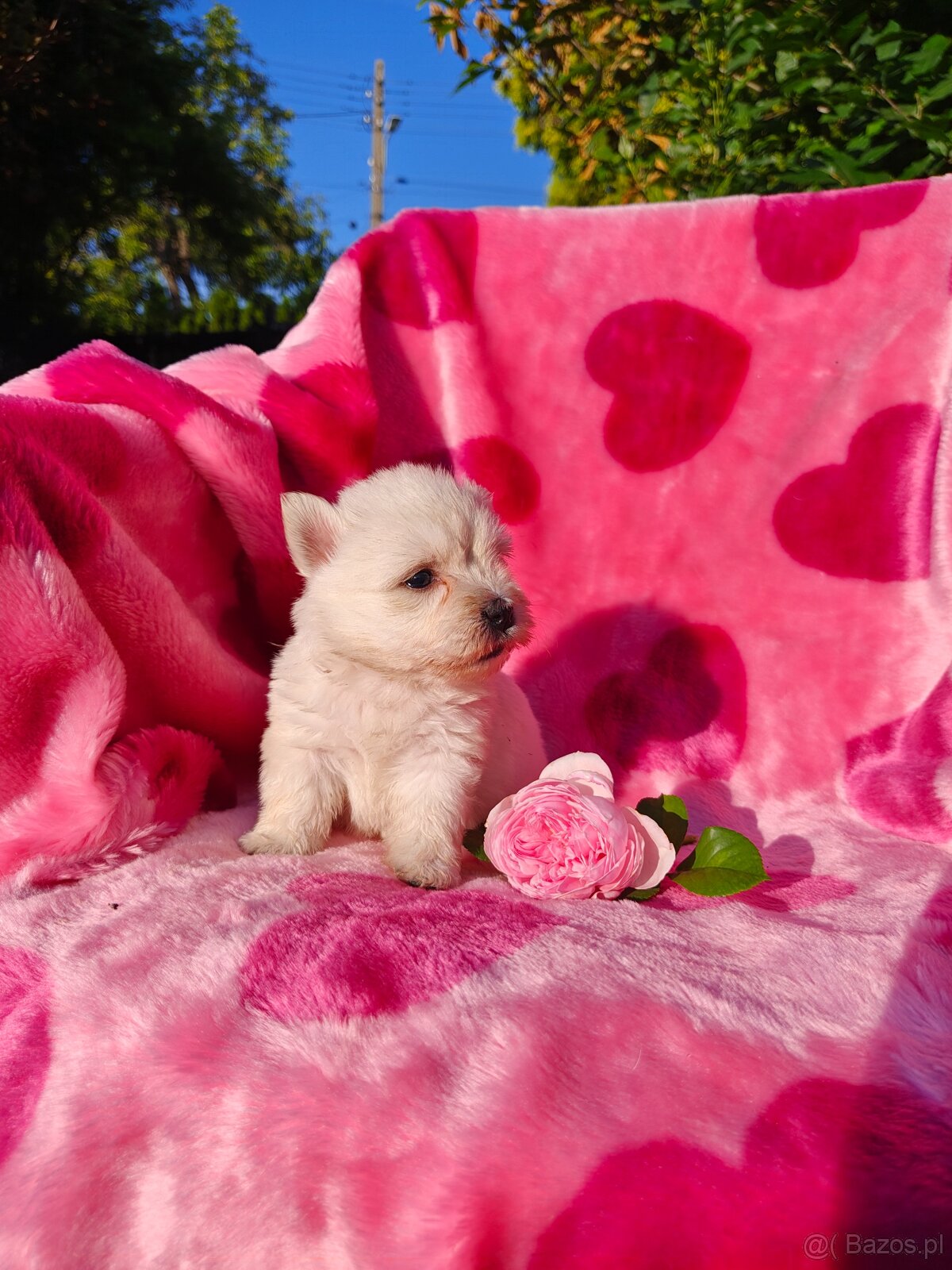 Wzorcowa suczka West highland white terrier ojciec FCI - 9
