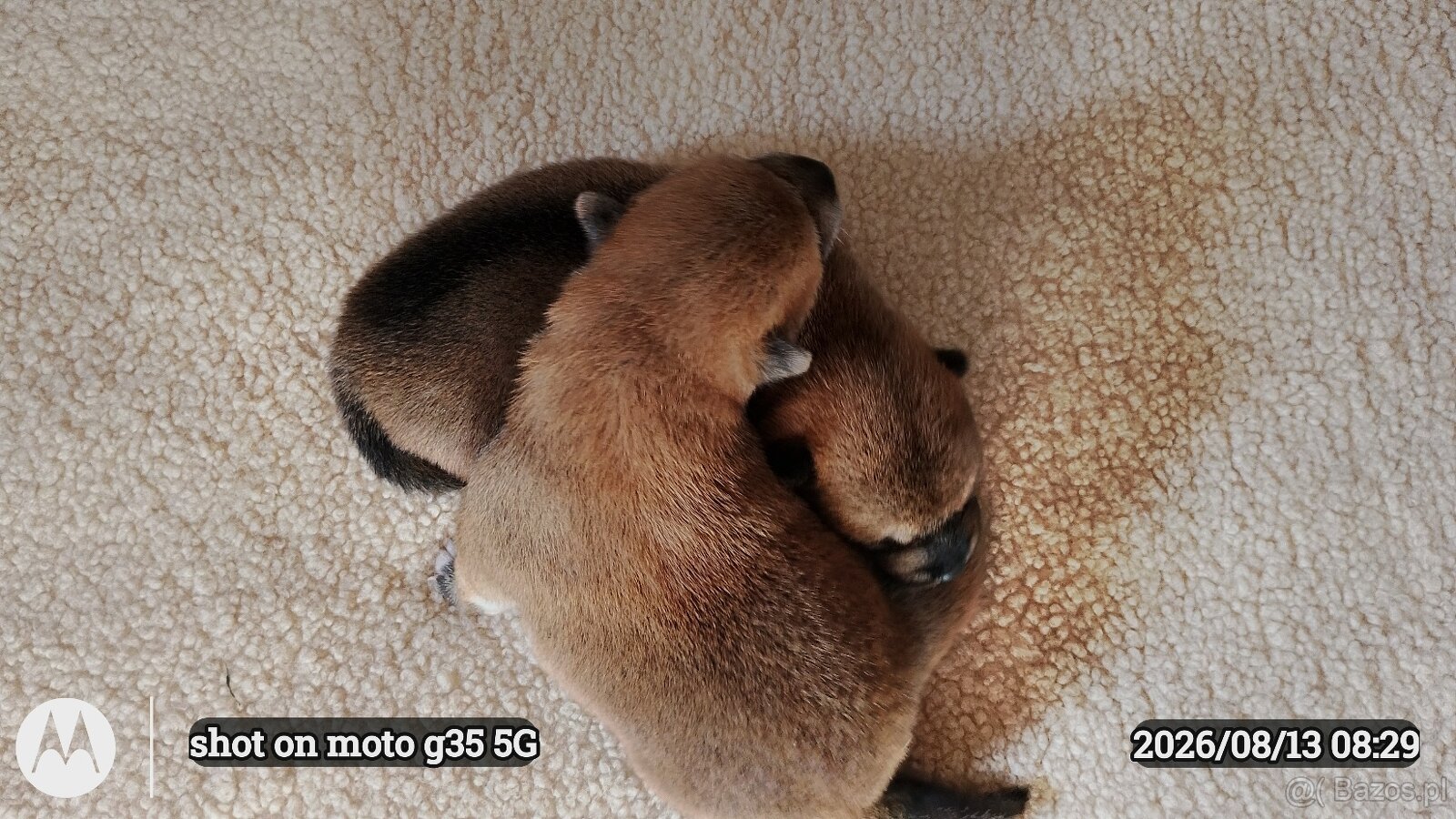Dwoje szczeniąt Shiba Inu ur.07.08.2026r. - 9