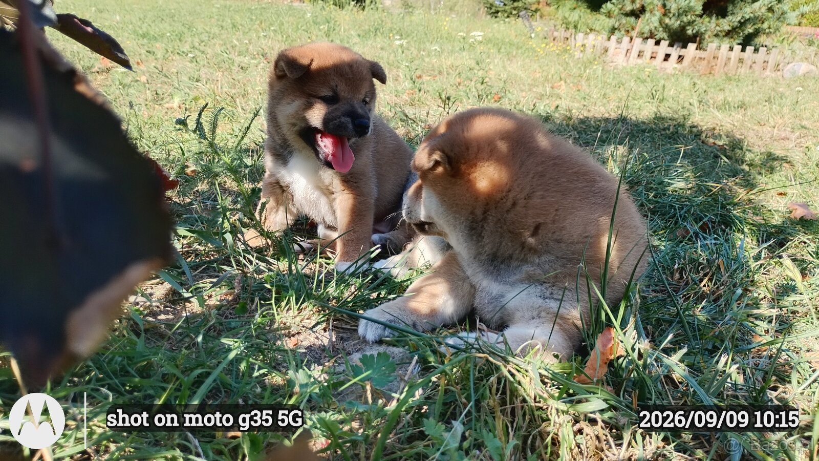 Dwoje szczeniąt Shiba Inu ur.07.08.2026r. - 9