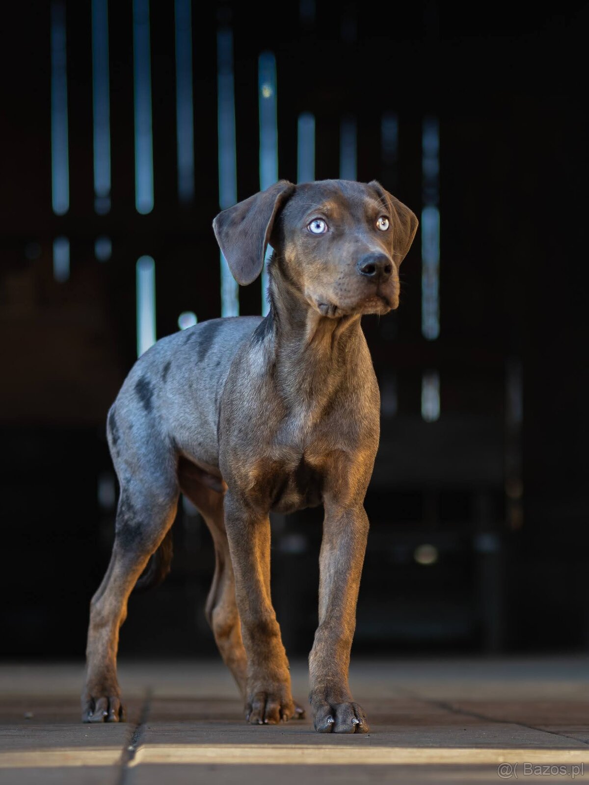 Catahoula Leopard Dog - 9