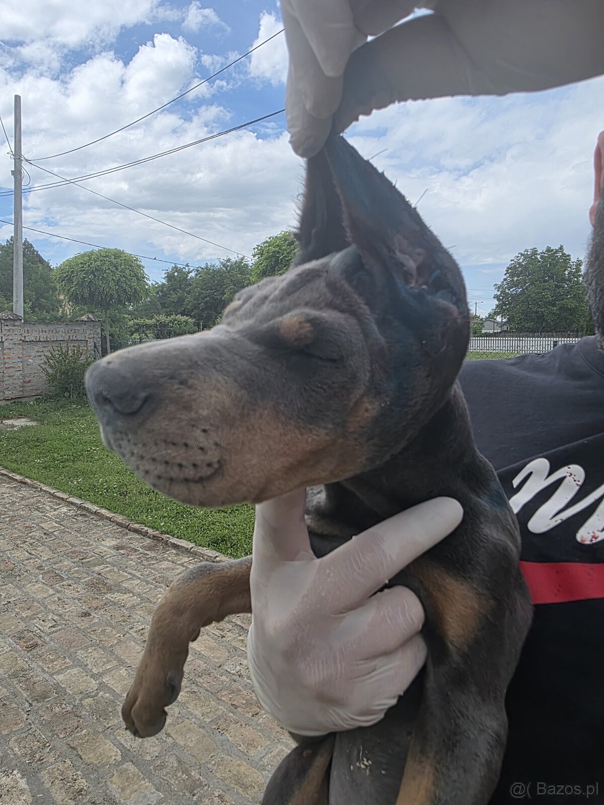 NIEBIESKIE KOPIOWANE SZCZENIĘTA DOBERMANA Z RODOWODEM FCI - 9