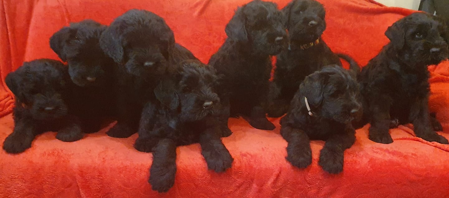 Czarny terier rosyjski - szczeniak - 9