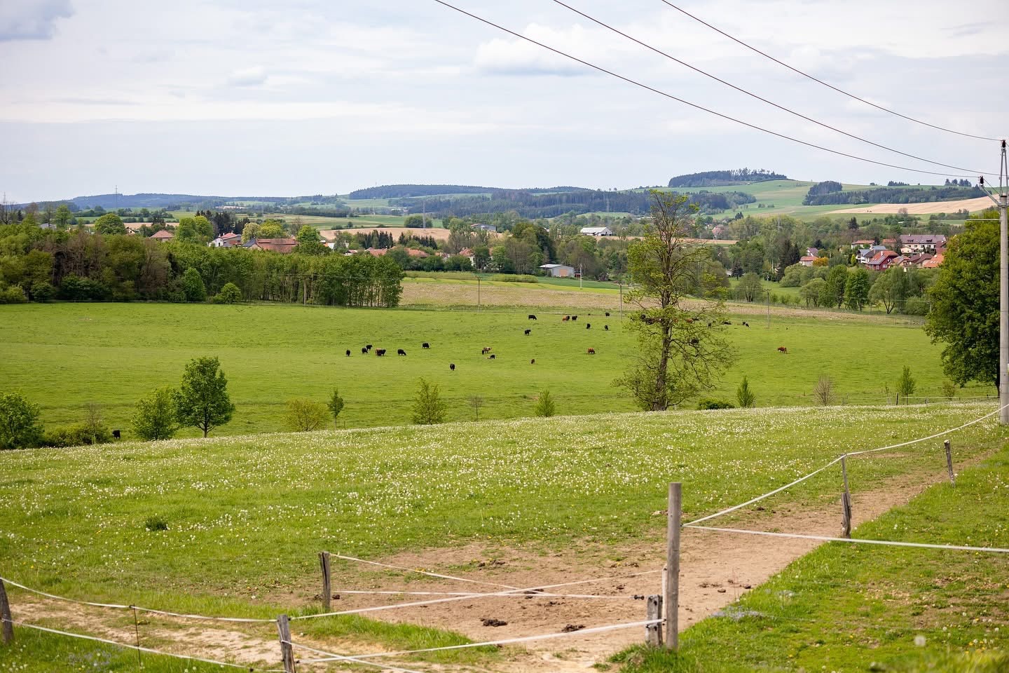 stajnie dla koni, źrebiąt i emerytów - 9