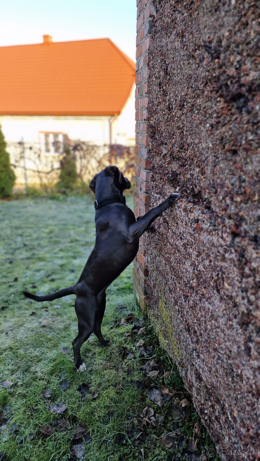 Cane Corso suka 14 miesięcy - 9