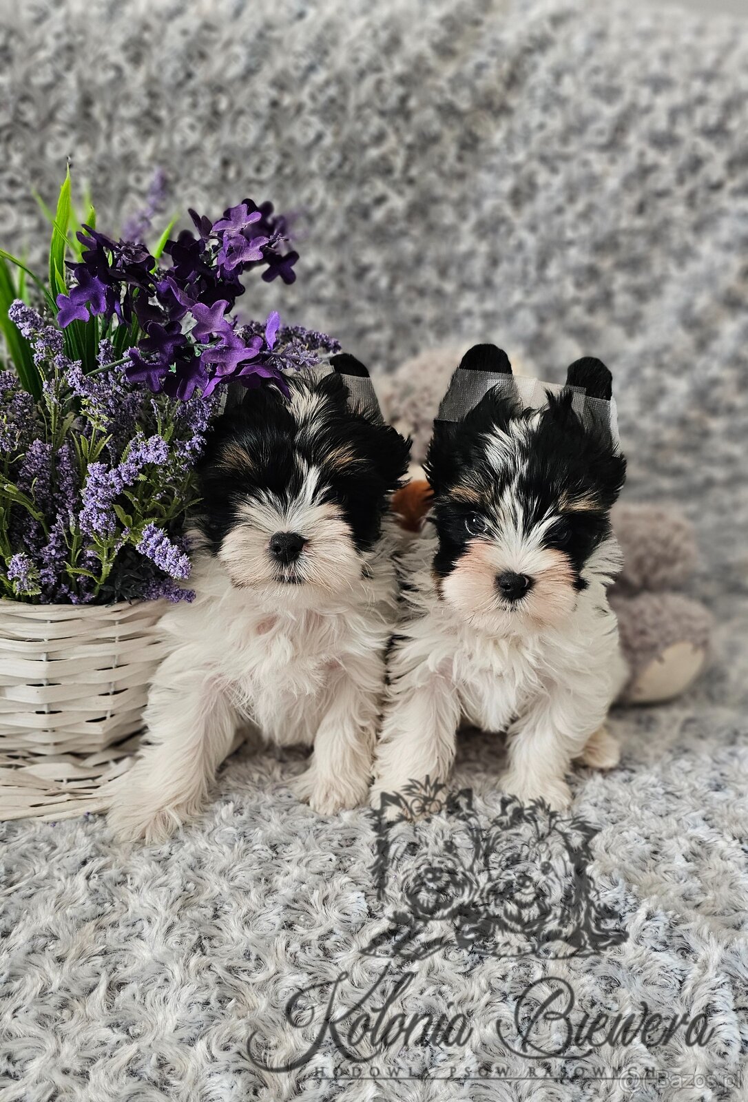 Yorkshire Terrier Biewer (TRICOLOR) piesek PASZPORT - 9