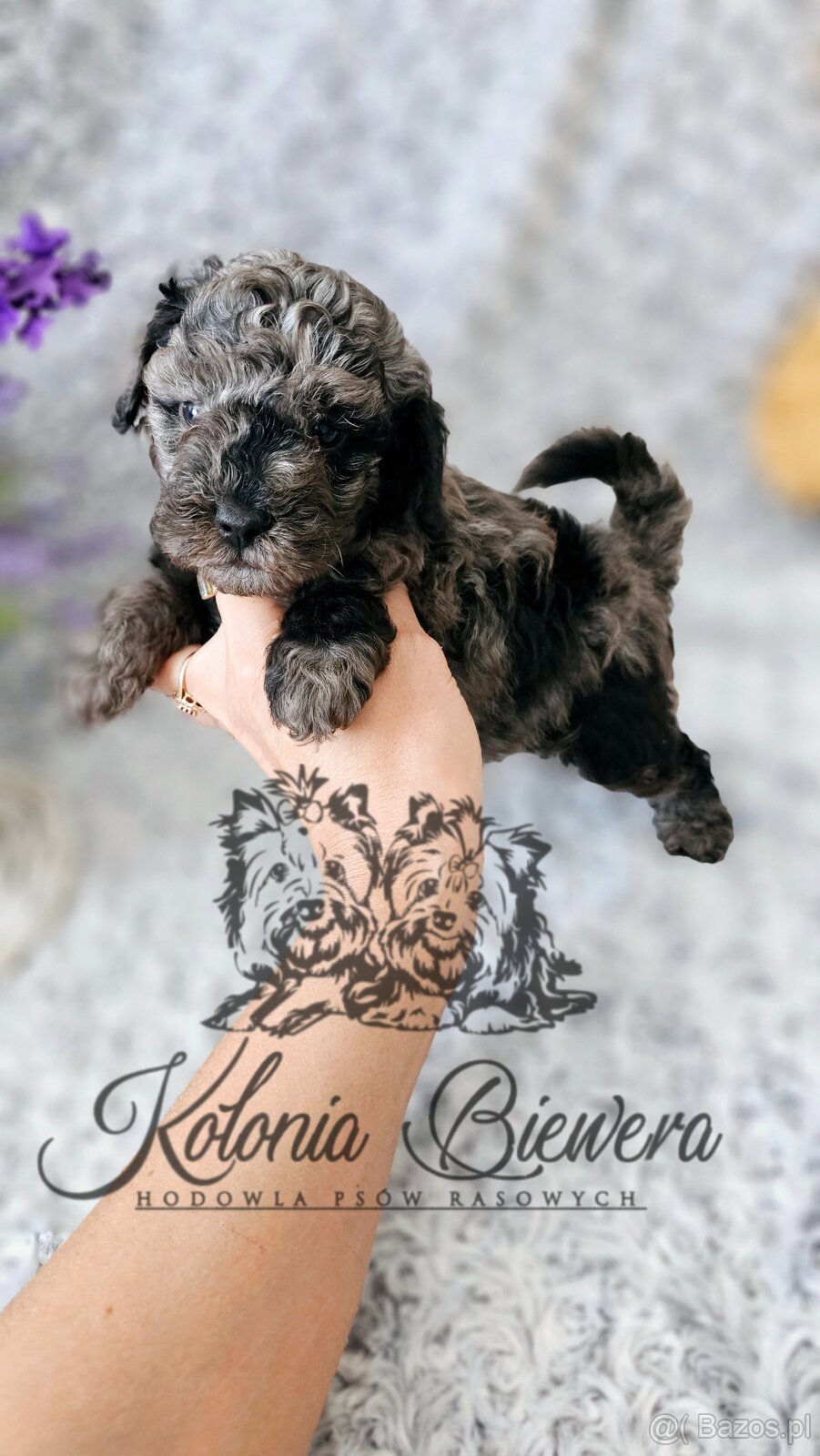 Pudel Toy/Miniaturowy Blue Merle adania Genetyczne Paszport - 9