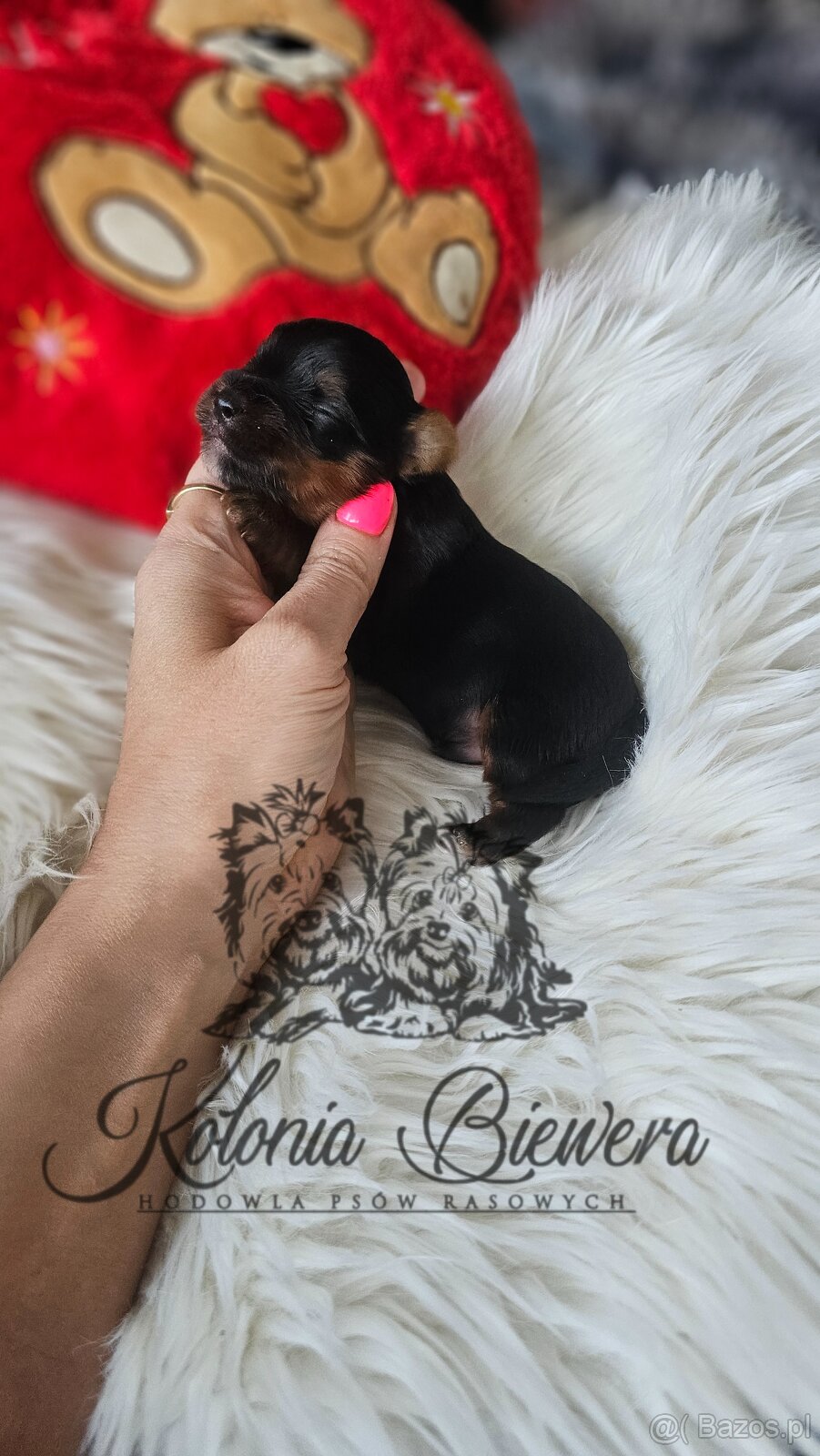 Yorkshire Terrier Czarno-złoty pessiei sunia PASZPORT - 9