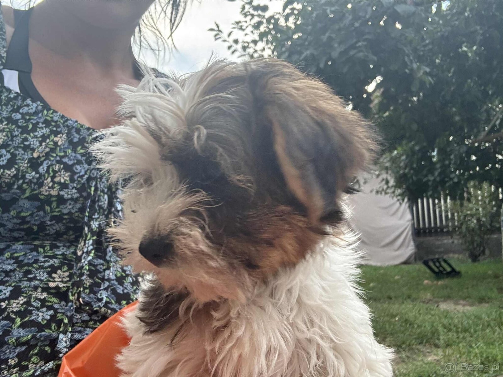 York terier średni - 9