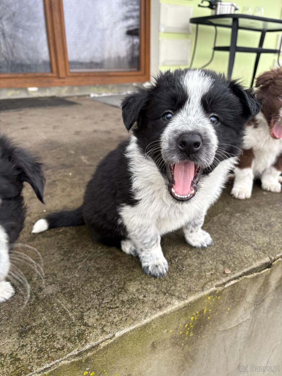 Szczeniaki border collie - 9