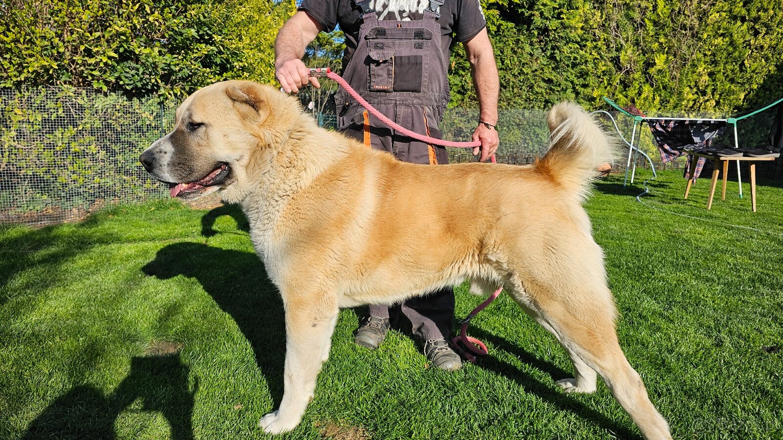 Owczarek środkowoazjatycki – szczenięta z rodowodem - 9