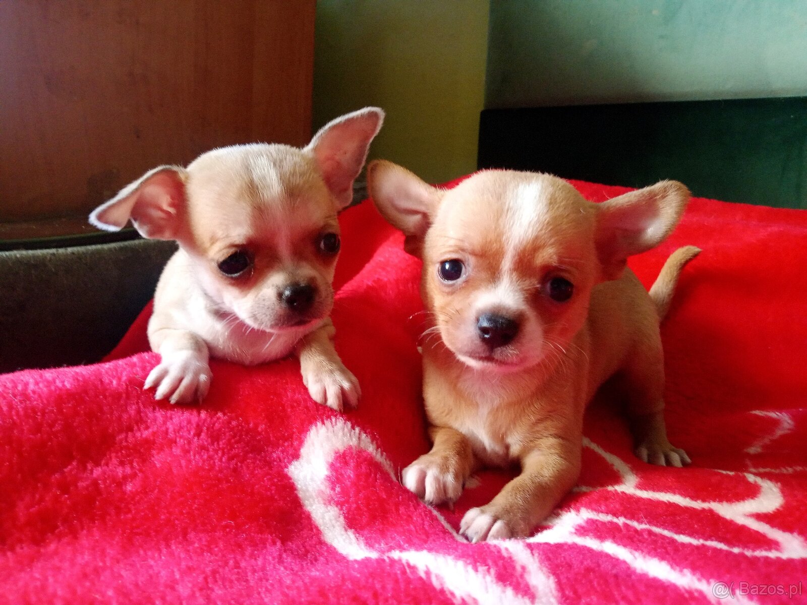 Chihuahua szczenięta - 9