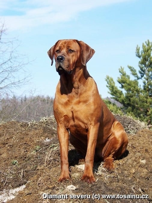 Tosa inu - przyjmujemy rezerwacje na szczenięta wiosna/lato - 9