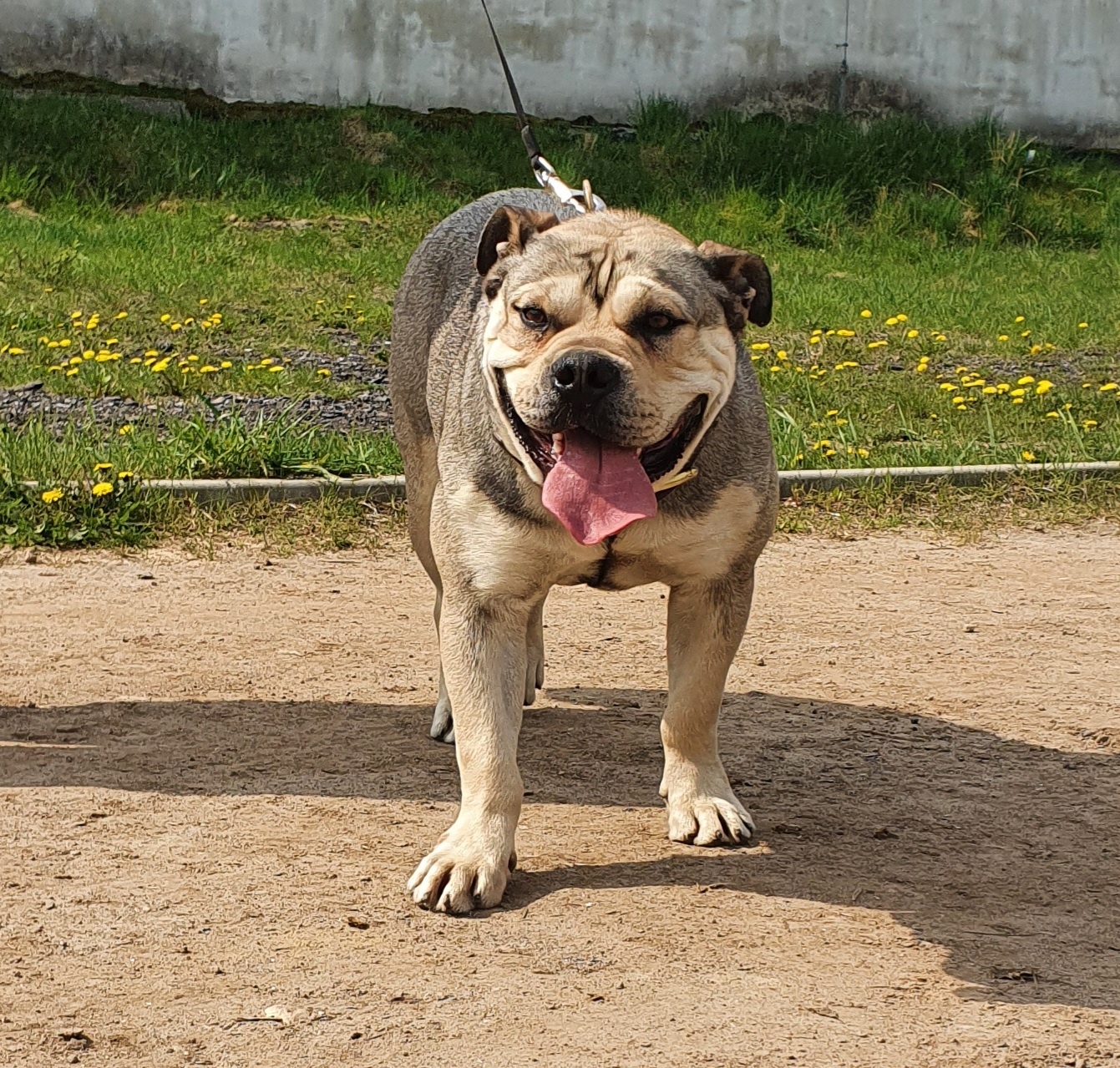 Dog Z Majorki Ca De Bou - 9