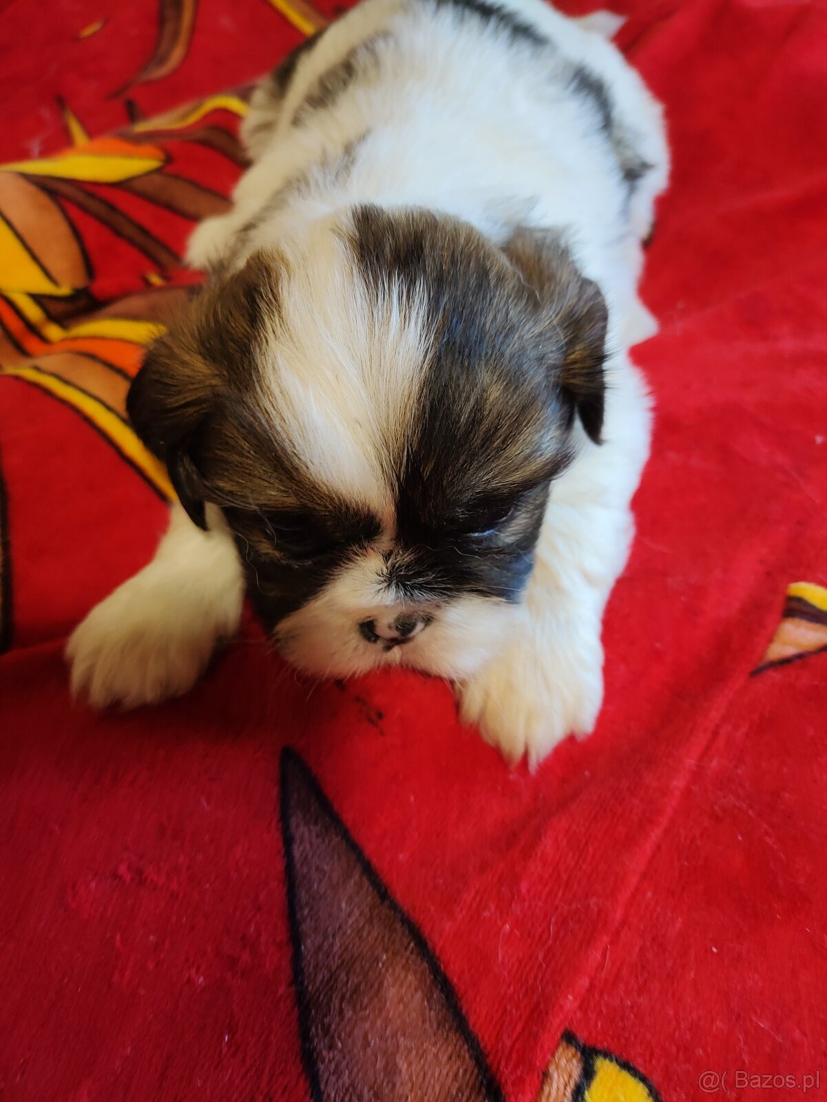Suczki mieszanka ( shih tzu - pekińczyk) - 9