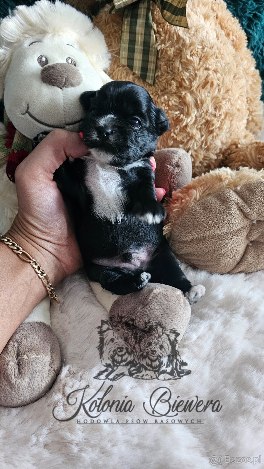 Yorkshire Terrier czarny piesek ( nie wybarwi się) Paszport - 9