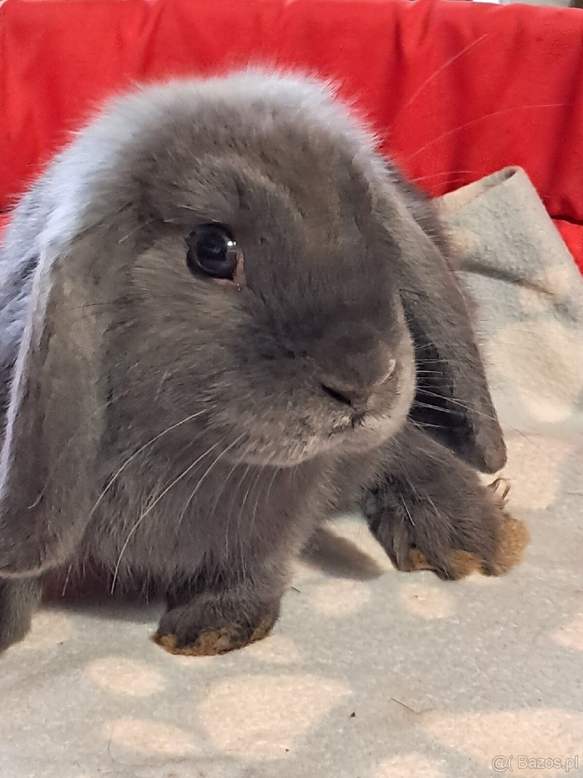 Białe baranki mini lop - 9