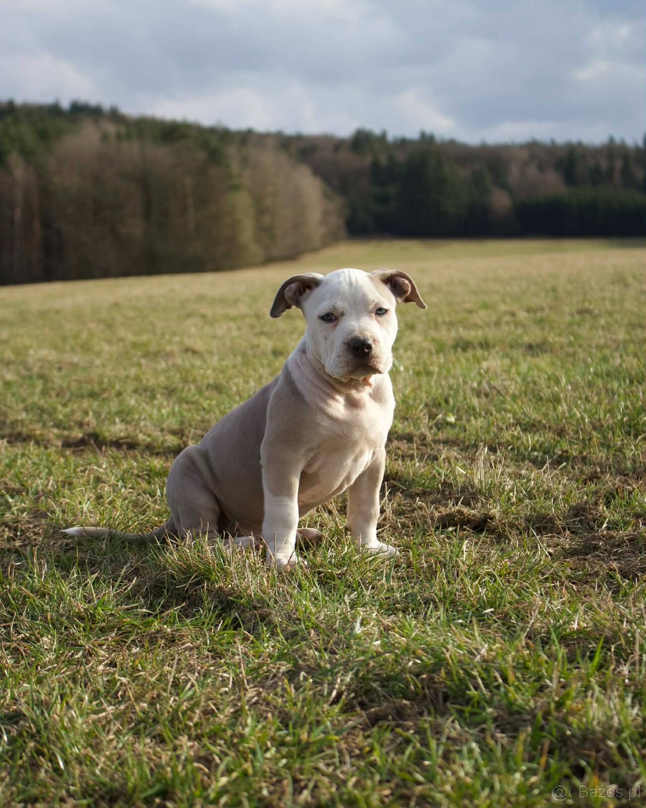 American Bully Standard - 9