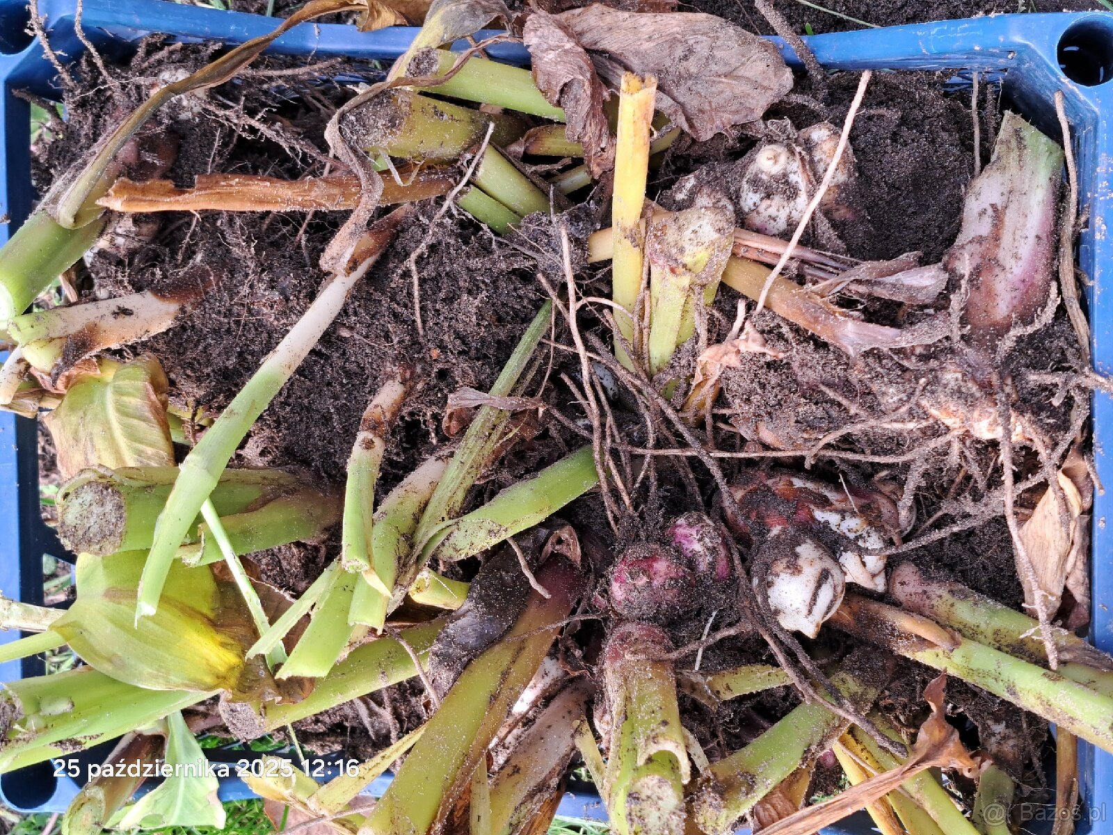 Kanny czerwone świeżo wykopane - 9