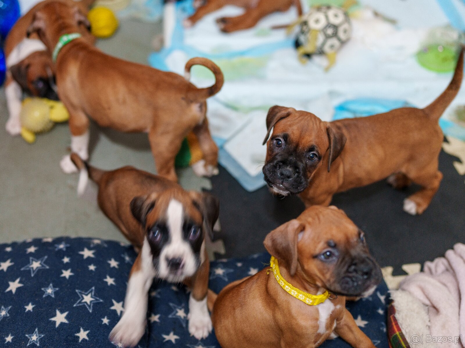 Boxer szczeniak rodowód bokser - 9