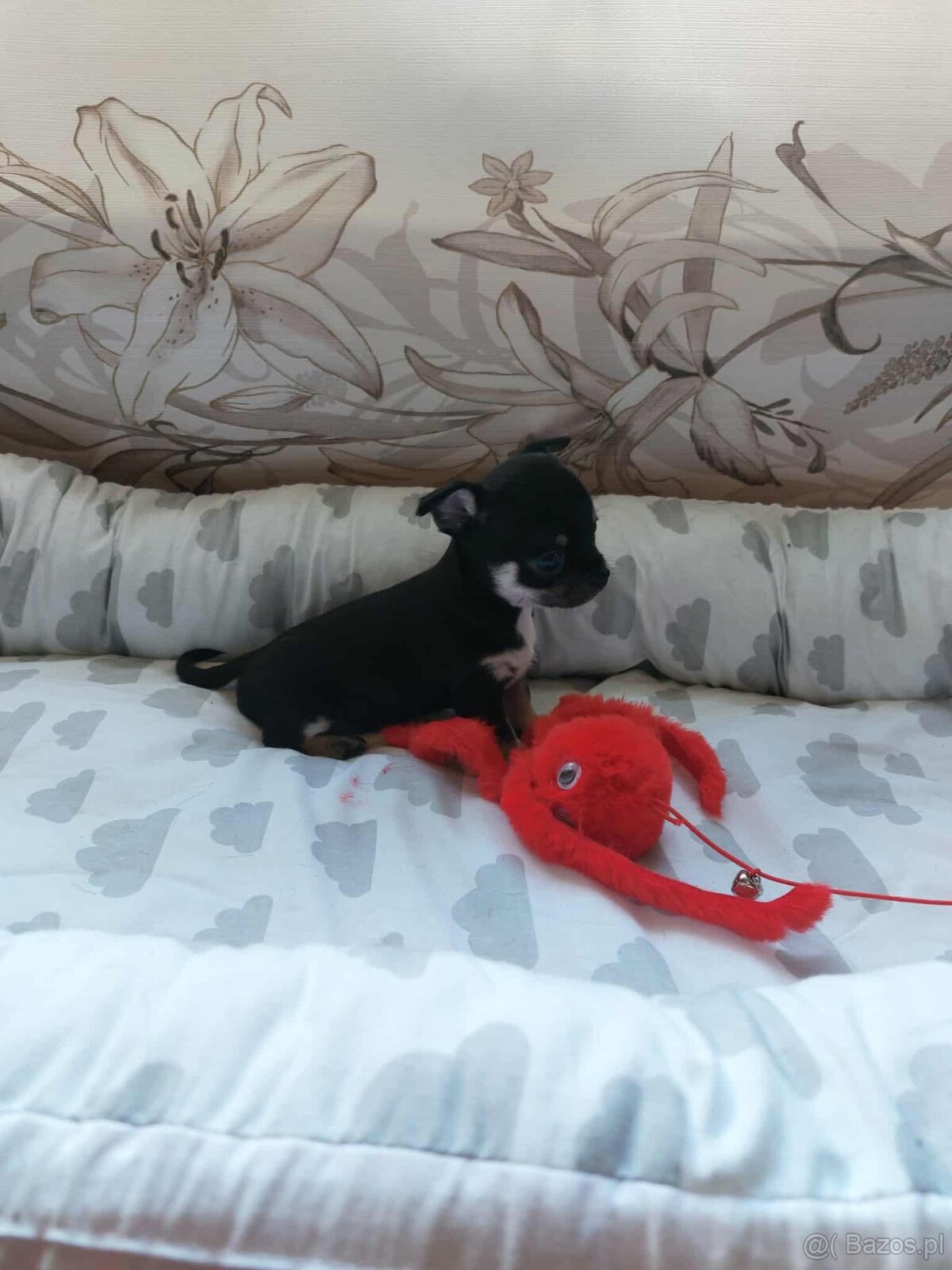 Śliczne suczki CHIHUAHUA - 9