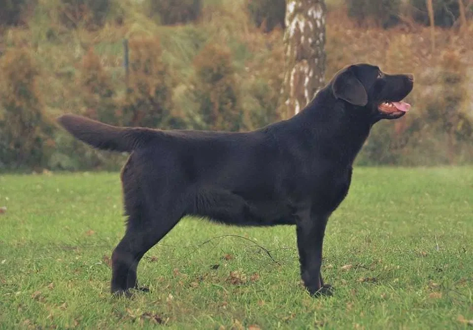Labrador Retriever szczenie z rod ZKwP, FCI Badania Genetycz - 9